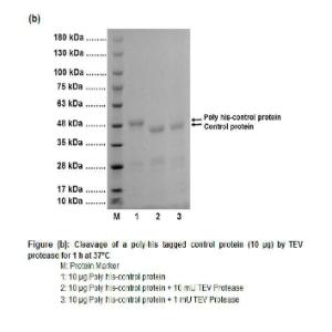 EZCut™ TEV Protease, Recombinant