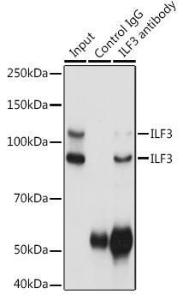 Antibody anti-ILF3 100 µl