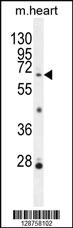 Anti-NKPD1 Rabbit Polyclonal Antibody