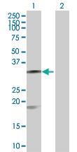 Anti-CASP7 Mouse Polyclonal Antibody