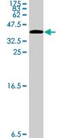 Anti-CIT Mouse Polyclonal Antibody