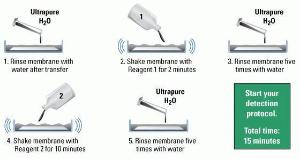 Pierce™ Western Blot Signal Enhancer