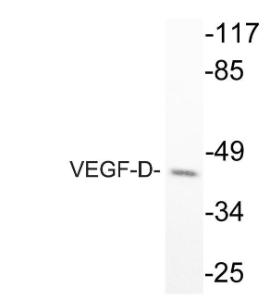 Western blot analysis of lysate from COS 7 cells using Anti-VEGF-D Antibody