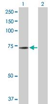 Anti-NRBP1 Rabbit Polyclonal Antibody