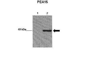 Anti-PEA15 Rabbit Polyclonal Antibody