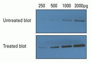 Pierce™ Western Blot Signal Enhancer