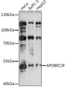 Anti-APOBEC3F Antibody (A9054)