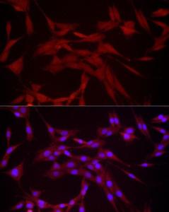 Anti-DUSP8 Rabbit Polyclonal Antibody