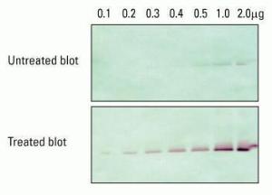 Pierce™ Western Blot Signal Enhancer