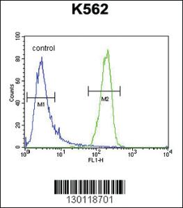 Anti-ATP8A2 Rabbit Polyclonal Antibody