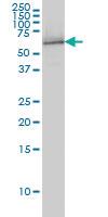 Anti-NRBP1 Mouse Monoclonal Antibody [clone: 4D2]