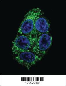 Anti-DDAH1 Rabbit Polyclonal Antibody