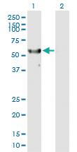 Anti-RPS6KL1 Mouse Polyclonal Antibody