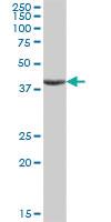 Anti-ASB9 Mouse Polyclonal Antibody