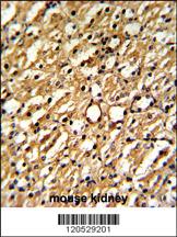 Anti-DDAH1 Rabbit Polyclonal Antibody