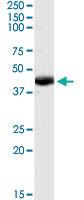 Anti-BHMT Goat Polyclonal Antibody