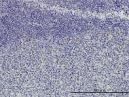 Anti-NOP16 Mouse Monoclonal Antibody [clone: 1G4]