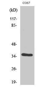 Western blot analysis of various cells using Anti-VEGF-D Antibody