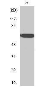 Western blot analysis of various cells using Anti-RPAP2 Antibody