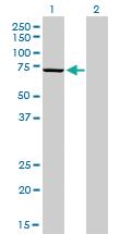 Anti-MPP3 Mouse Monoclonal Antibody [clone: 4D7]