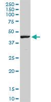 Anti-RNF135 Rabbit Polyclonal Antibody