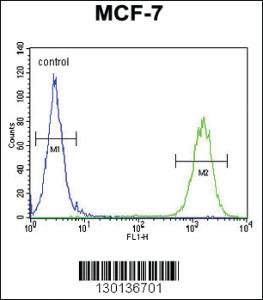 Anti-CTDSPL2 Rabbit Polyclonal Antibody