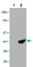 Anti-BHMT Goat Polyclonal Antibody