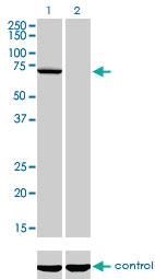 Anti-MPP3 Mouse Monoclonal Antibody [clone: 4D7]