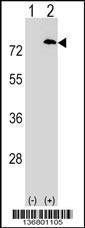 Anti-PAF1 Rabbit Polyclonal Antibody (Biotin)