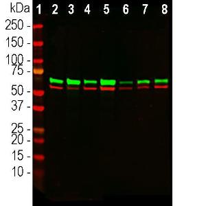 Antibody anti-annexin VI 4G3 100 µl