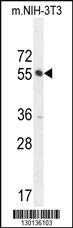 Anti-CTDSPL2 Rabbit Polyclonal Antibody