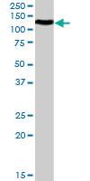 Anti-BOC Goat Polyclonal Antibody