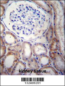 Anti-STARD5 Rabbit Polyclonal Antibody (AP (Alkaline Phosphatase))