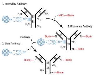 Solid phase biotinylation kits, EZ-Link™, Pierce™