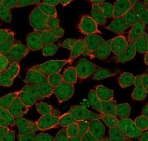 Immunofluorescent analysis of PFA-fixed HeLa cells stained with Anti-ZNF81 Antibody [PCRP-ZNF81-2G2] followed by Goat Anti-Mouse IgG (CFand#174; 488) (Green). CFand#174; 640A Phalloidin (Red)