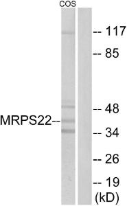 Western blot analysis of lysates from COS cells using Anti-MRPS22 Antibody. The right hand lane represents a negative control, where the antibody is blocked by the immunising peptide.