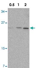 Anti-NKIRAS1 Rabbit Polyclonal Antibody