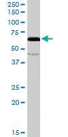 Anti-C14ORF169 Goat Polyclonal Antibody