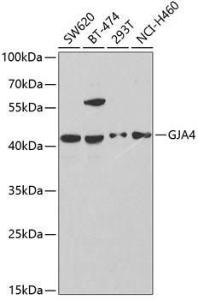 Anti-Cx37/GJA4 antibody