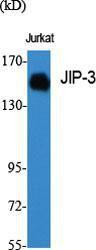 Western blot analysis of various cells using Anti-JIP3 Antibody