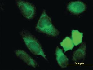 Anti-NRBP1 Mouse Monoclonal Antibody [clone: 4D2]