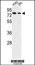 Anti-Solute Carrier Family 3 Rabbit Polyclonal Antibody (APC (Allophycocyanin))