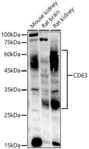 Western blot analysis of variou