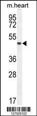 Anti-LRRC34 Rabbit Polyclonal Antibody (FITC (Fluorescein Isothiocyanate))