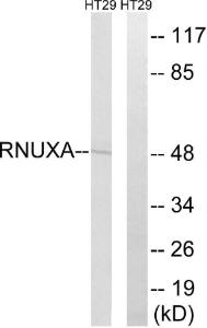 Western blot analysis of lysates from HT-29 cells using Anti-RNUXA Antibody. The right hand lane represents a negative control, where the antibody is blocked by the immunising peptide.