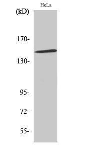 Western blot analysis of HeLa cells using Anti-JIP3 Antibody