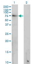 Anti-GAD1 Mouse Monoclonal Antibody [clone: 5E11]