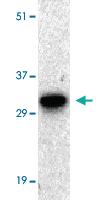 Anti-BIRC7 Rabbit Polyclonal Antibody