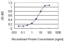 Anti-RHOBTB2 Mouse Monoclonal Antibody [clone: 2G6]