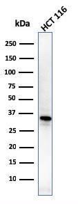 Western blot analysis of HCT116 cell lysate using Anti-B7H4 Antibody [B7H4/1788]